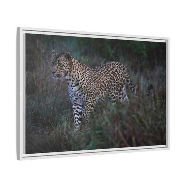 Beautiful Leopard Stalking - Image 6