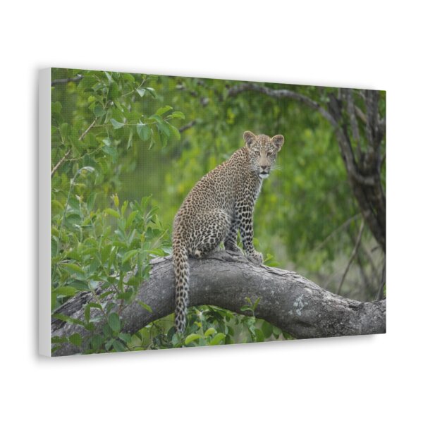 Leopard Cub Wall Art - Image 2