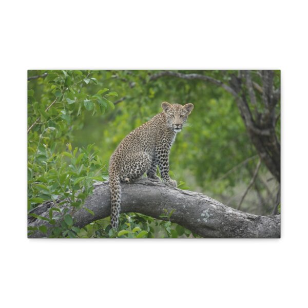 Leopard Cub Wall Art